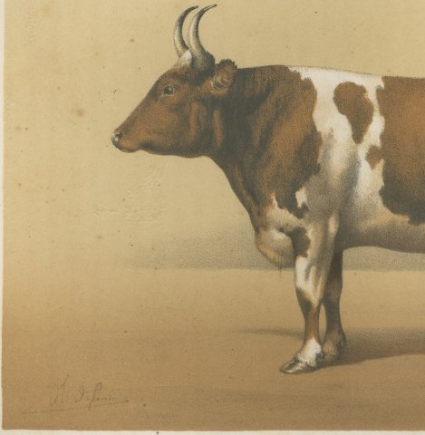 Breton Ox, French Cattle Breed, Antique Chromolithograph by Borie, 1863, close-up 2