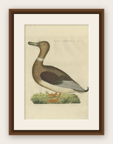 Antique Bird Print of a Male Domestic Duck by Sepp & Nozeman, 1809, shown framed