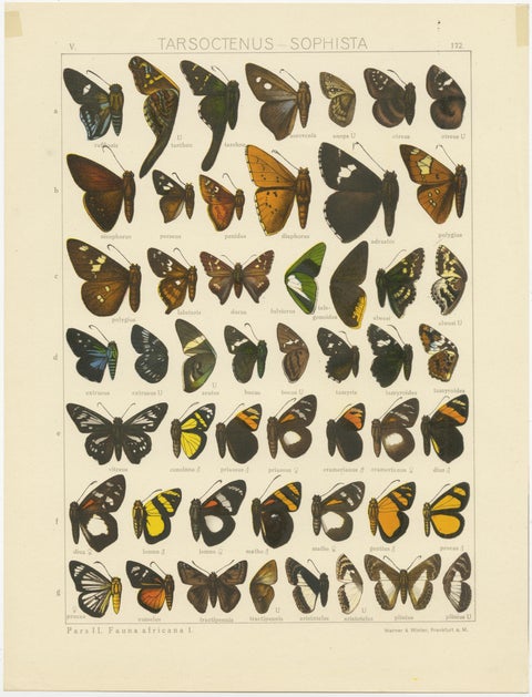Set of 2 Antique Prints of Butterflies of Africa and America, Published in 1910, view 2
