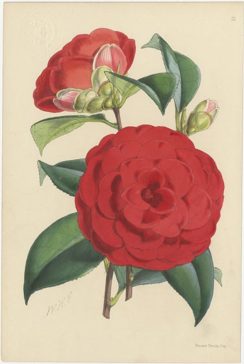 Set of 4 Antique Botany Prints, Red, by Brooks 'c.1870', view 4