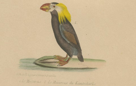 Atlantic Puffin & Tufted Puffin, Antique hand-coloured lithograph, c.1828, close-up 1