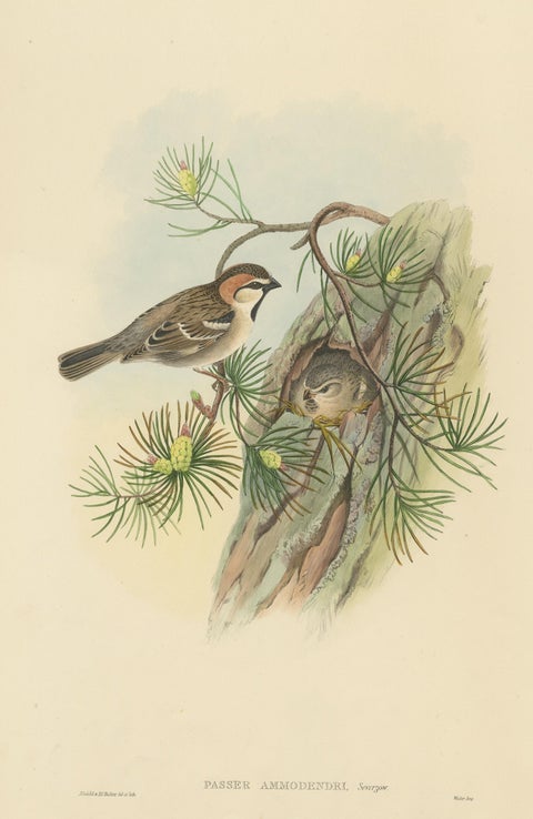 Antique Bird Print of the Saxaul Sparrow by Gould, circa 1850, view 2