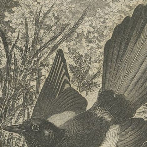 Antique Bird Print of a Magpie, 1853, close-up 3