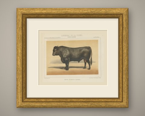 Angus Bull, Scottish Cattle Chromolithograph by Olivier de Penne, 1863, shown framed