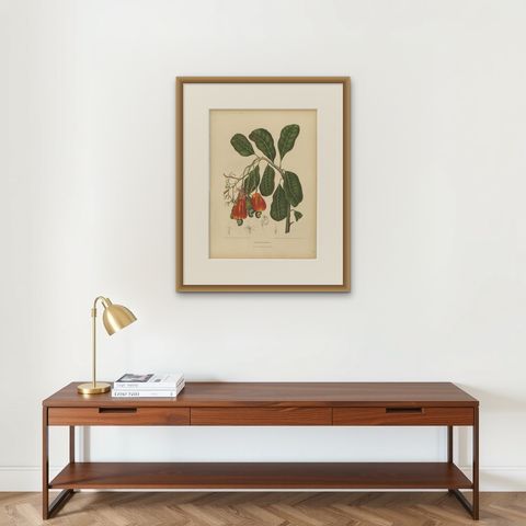 Antique Cashew Tree Botanical Chromolithograph by Hoola van Nooten, c. 1880, shown framed on a wall
