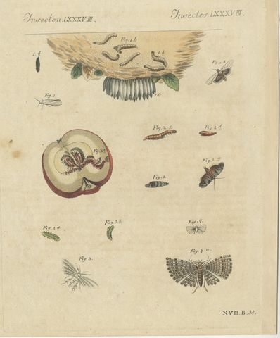 Fruit Moths with Caterpillar in a Cut Apple, Antique Bertuch Print, circa 1815