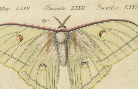 Original Antique Print of Exotic Moths and Butterflies by Bertuch, c. 1820, close-up 3
