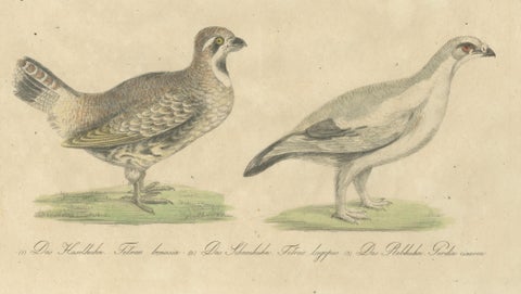 Antique Game Birds Lithograph by Karl Joseph Brodtmann, 1816, close-up 2