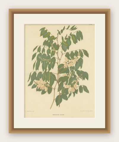 Original Antique Flower Print of the Indigofera Decora, 1879, shown framed