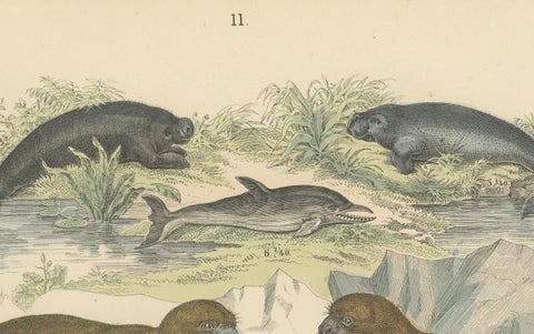 Marine Mammals Print: Whales, Seals, Narwhal & Dolphin, Antique 1867, close-up 1