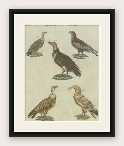 Majestic Scavengers: Hand-Colored Engraving of Vultures and Birds of Prey, 1805, shown framed