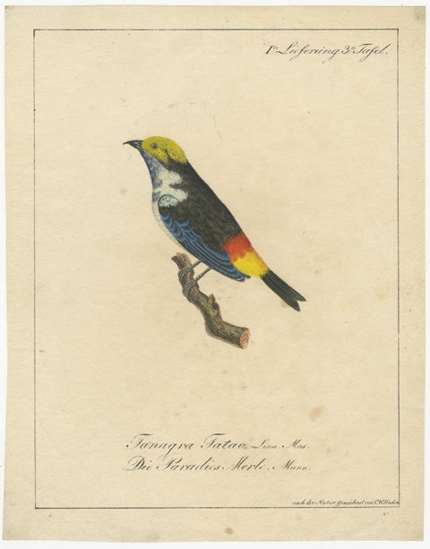 Melodic Hues: The Blue-Grey Tanager of the Tropics, circa 1820, view 2