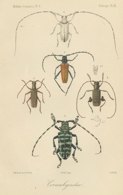 Set of 2 Antique Beetle Prints, Scarab, Ground & Longhorn Beetles, Sumatra 1887, close-up 2