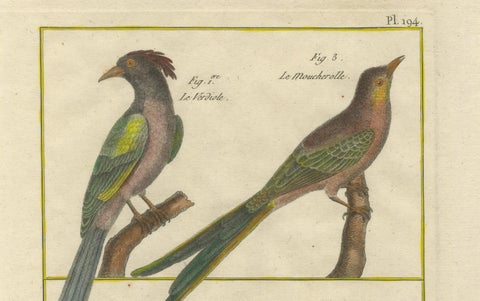 Hand-Colored Engraving of Exotic Tropical Birds from Histoire Naturelle, 1790, close-up 2