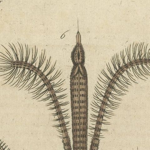 Antique Print of various Insects including the Nun Moth & Common House Mosquito, close-up 3