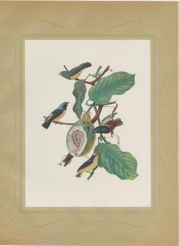 Tanagers and Euphonias on a Papaya, Brazilian Bird Print, Descourtilz, 1944, view 2