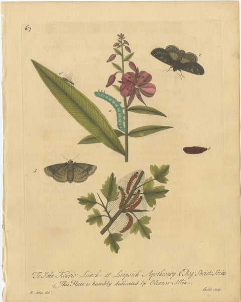 Antique Rose and Botanical Insect Engravings, Decorative Natural History, 1720, view 4