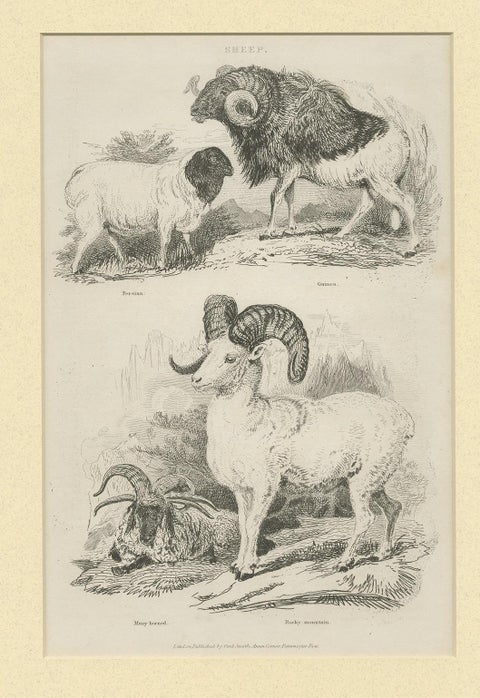 Antique Print of Sheep by Partington 'circa 1840', view 2