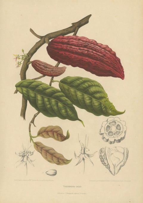 Original Antique Botanical Chromolithograph of Cacao Tree (Theobroma cacao) 1880, close-up 1