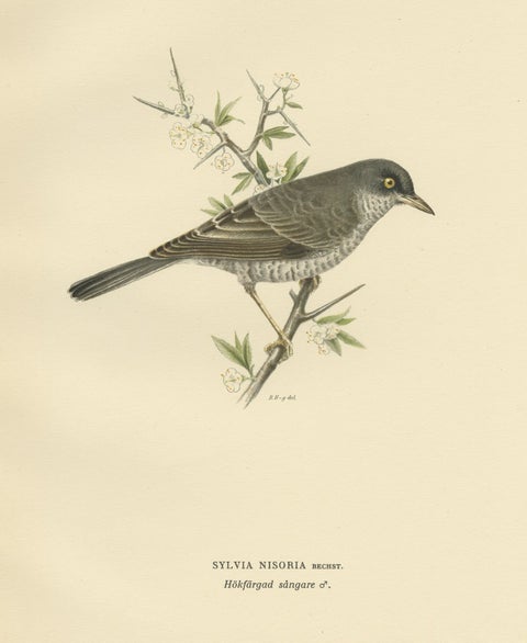 Old Bird Print Named the Barred Warbler, 1927, close-up 1