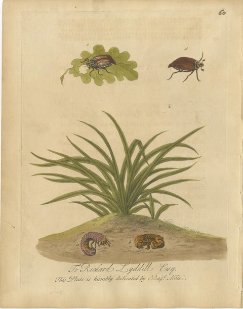 Decorative Set of Three Early Insect Engravings with Plants, Eleazar Albin 1720, view 3