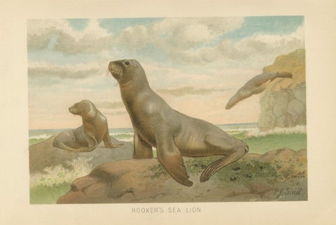 Coastal Wildlife Print, 19th Century Sea Lion Ocean Scene, Soft Pastels, 1894, close-up 1