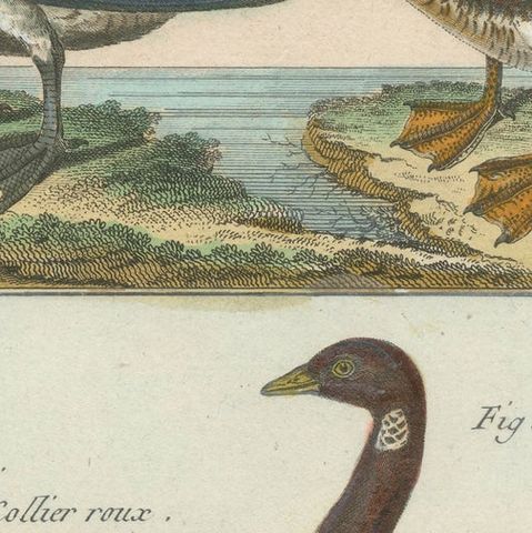 Beautiful, Hand-Colored, Rare Copper Engraving of Four Geese '1792', close-up 2