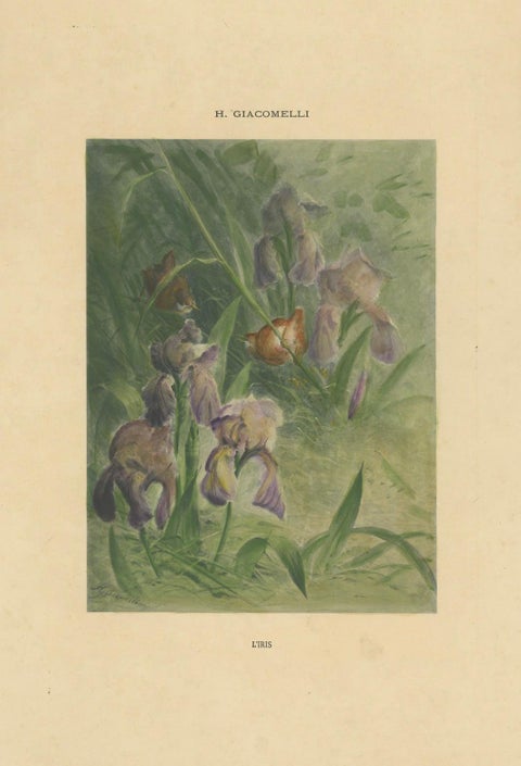 Delicate Irises with Birds - Old Giacomelli Botanical and Ornithological Print, close-up 4