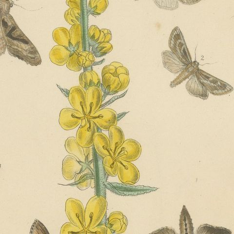 British Moths and Caterpillars on Mullein, Humphreys & Westwood, 1845, close-up 6