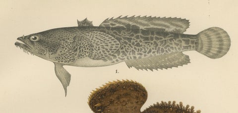Spotted Toadfish, Anglerfish, and Frogfish - Unique Scandinavian Fish Lithograph, close-up 3