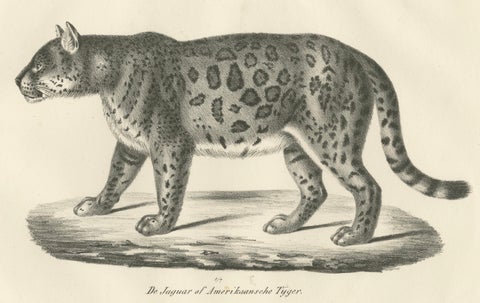 19th-Century Lithograph of the Jaguar, Also Known as the American Tiger, close-up 3