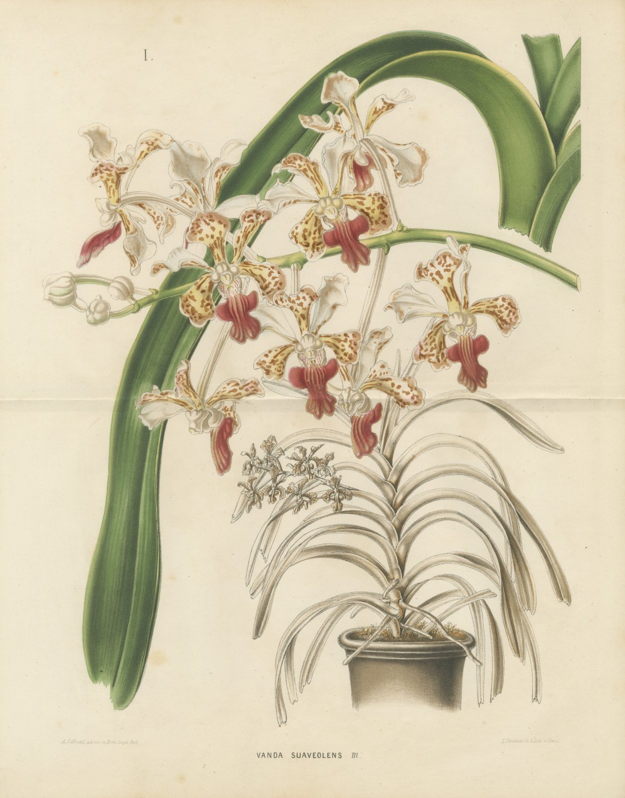 Vanda Suaveolens Orchid in a Pot, Chromolithograph Plate I, 1859