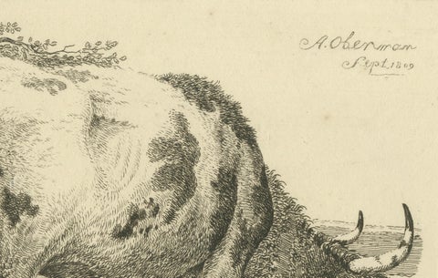 Etching of Grazing Cow by Fence: Farm Scene, Produced by A.Oberman in 1809, close-up 1