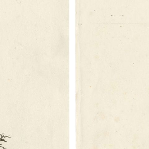 Two Magnificent Hand-Colored Antique Prints of a Toucan, Ca.1805, Rare, close-up 1