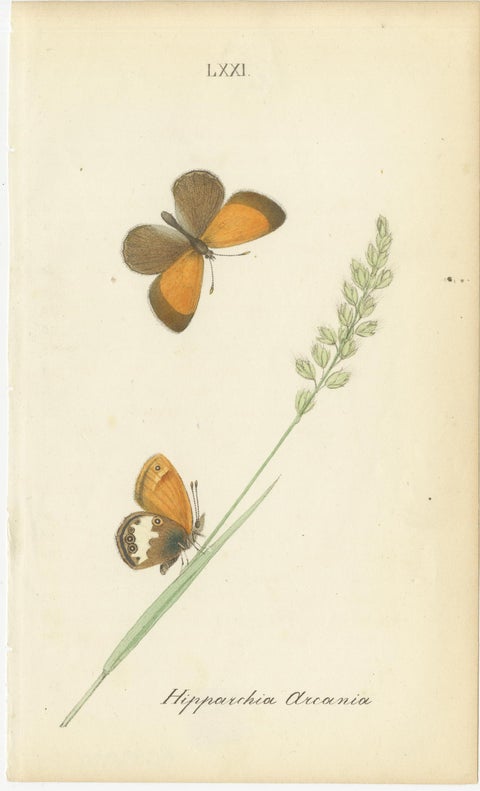 Cabinet-Size British Butterfly Engravings by Jardine & Lizars, 1835, view 4