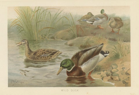Antique Wild Duck Print Mallard Ducks Wetland Scene Chromolithograph c.1895, close-up 1
