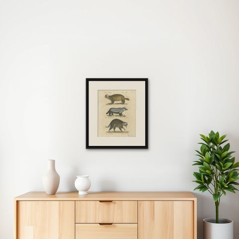 Raccoon, Honey Badger & Wolverine, Brodtmann Lithograph, 1816, shown framed on a wall