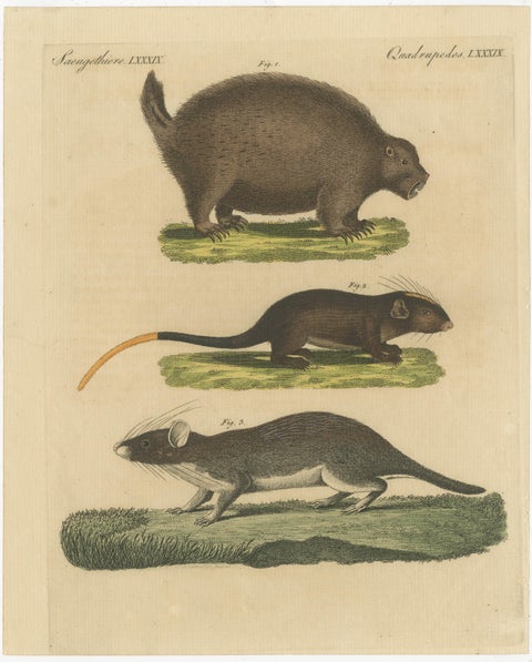 Original Antique Print of a Porcupine and other large Rodents, view 2