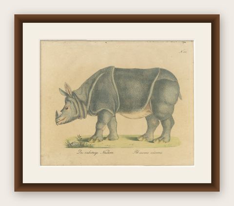 Indian Rhinoceros (Rhinoceros unicornis), Brodtmann Natural History Print, 1816, shown framed