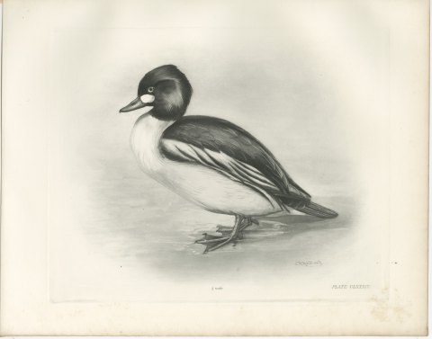 Goldeneye Drake Standing at the Water's Edge after Lilian Medland, c. 1909, view 2