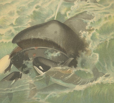 Greenland Whale, Antique Marine Chromolithograph, Royal Natural History, 1894, close-up 5