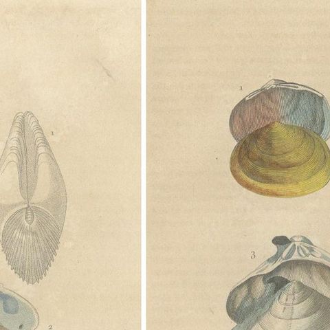 Illustrated Bivalve Shells from 'Dictionnaire Classique des Sciences Naturelles', close-up 1