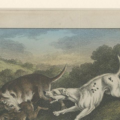 Antique Print of Harrier Dogs hunting Hares by Wheble '1797', close-up 1