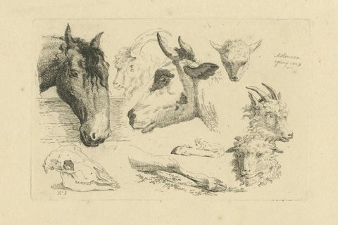 Detailed Etching of Horse, Cow, Goat, and Sheep Heads by Oberman, 1809, close-up 4