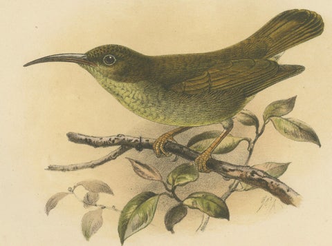 Antique Lithograph of Plain-coloured Spiderhunter by Keulemans, Sumatra c.1887, close-up 2