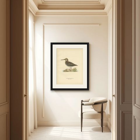 Antique Bird Print of the Jack Snipe by Von Wright, 1929, shown framed in a room