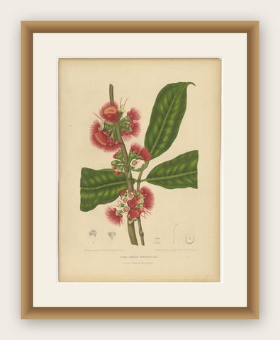 Antique Wax Apple Blossom Botanical Chromolithograph by Hoola van Nooten, c.1880, shown framed