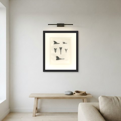 Six Studies of Duck and Sawbill Heads and Bills after Lilian Medland, c. 1909, shown framed on a wall