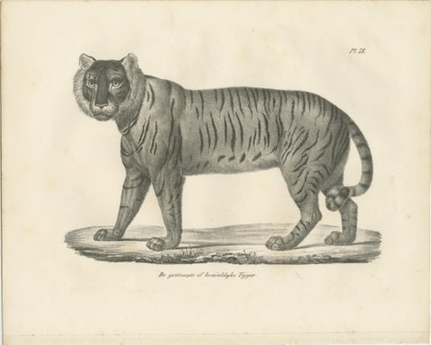 19th-Century Lithograph of the Majestic Striped or Royal Tiger, view 2