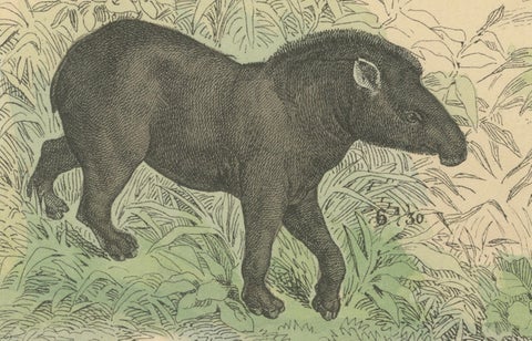 Large Mammals Print: Elephant, Rhino, Hippo & Tapir, Antique 1867, close-up 3